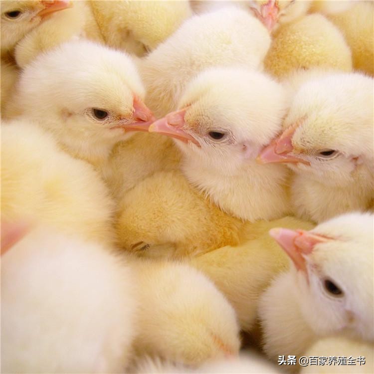 秋末冬初话“流感”，养鸡人进来一起学习吧，受益终身