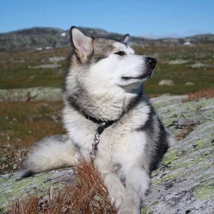 世界上最昂贵的10只狗,世界上最昂贵的狗品种