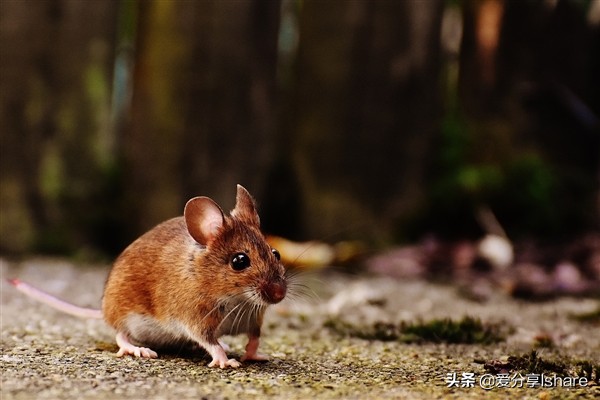 人类为什么不能灭绝老鼠,人类灭绝后老鼠成功进化出智慧