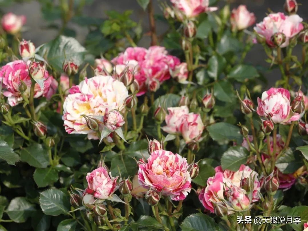 2022年天狼月季新品,月季天狼新品曝光