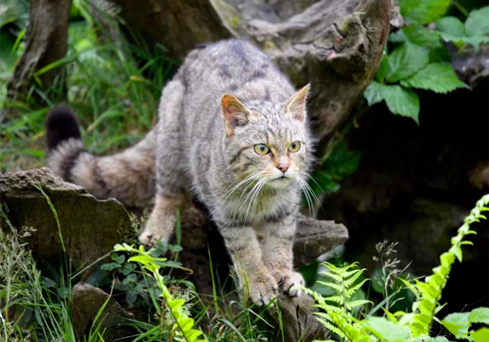 猫咪有没有被完全驯化,猫咪为什么能被驯化