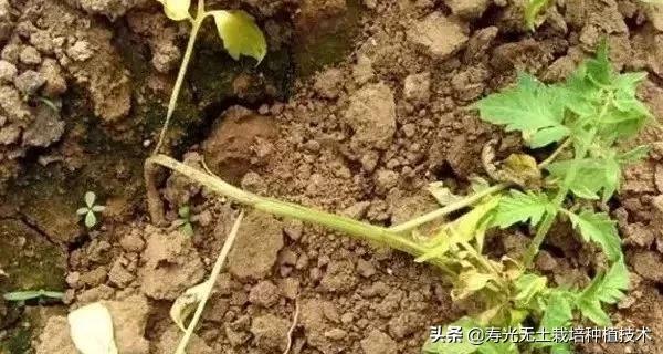 蔬菜盆栽烂根怎么办,蔬菜烂根枯萎的最佳治疗方法