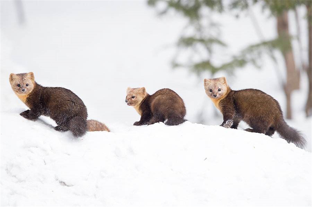 萌化延边发现珍稀紫貂,罕见紫貂现身长白山