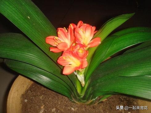 君子兰不开花这样养一年能开两茬,秋养君子兰三点养护到位花箭狂抽