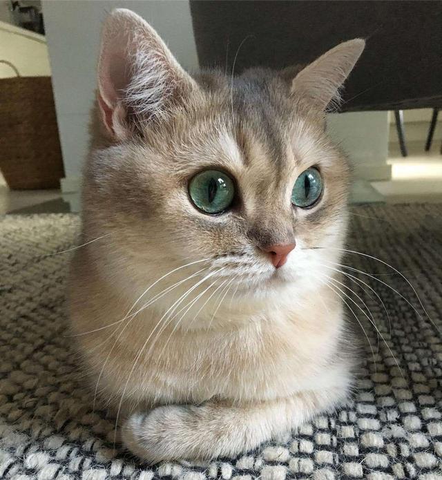 猫犯错了怎么管教它,打猫可以纠正猫的坏行为吗