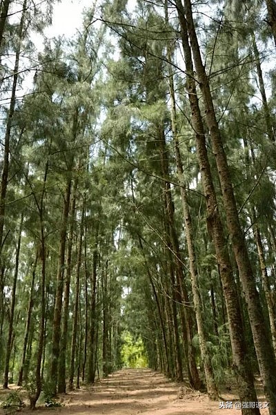 海南昌江十赋之六：海尾国家湿地公园赋