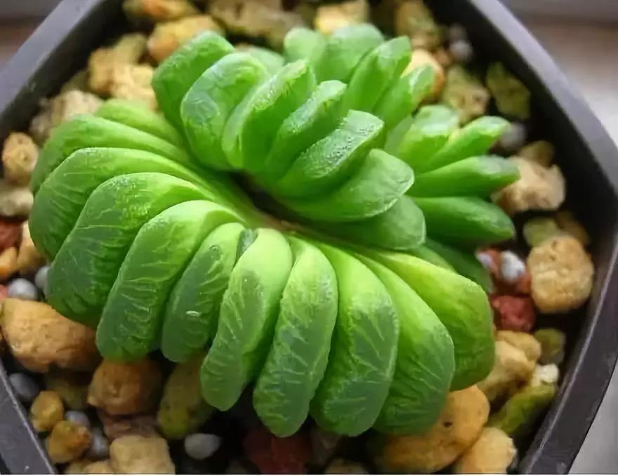 世界上最高贵最漂亮的花,世界上最名贵的花