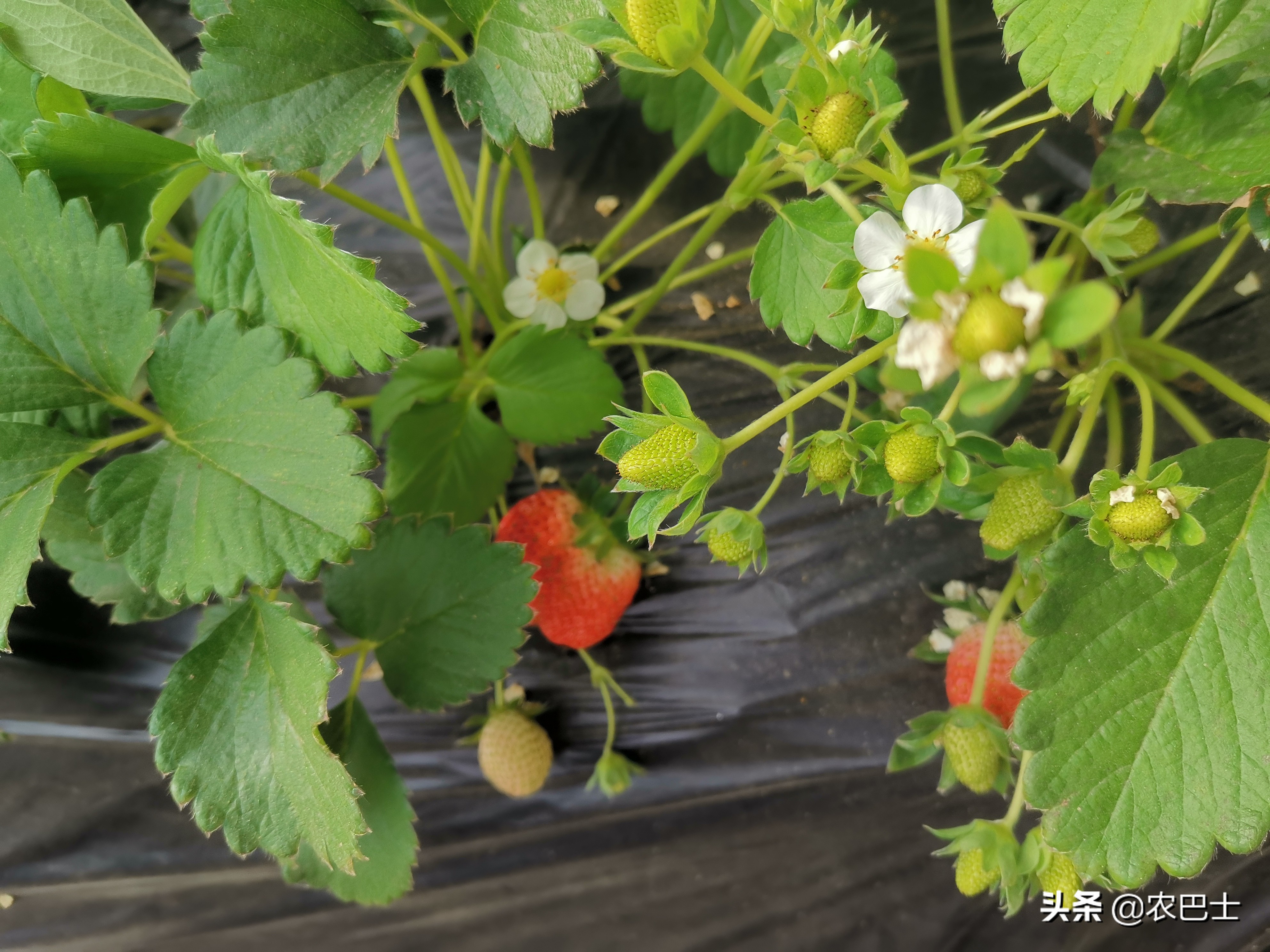 螨害红蜘蛛,二斑叶螨对草莓有什么危害