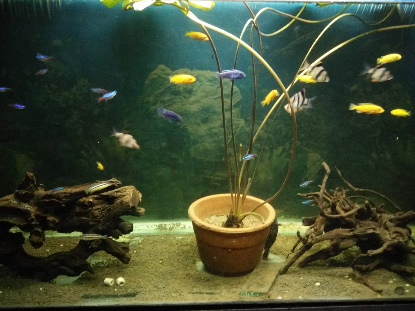 如何清除鱼缸水质中的硝化细菌,鱼缸加了硝化细菌水质浑浊怎么办