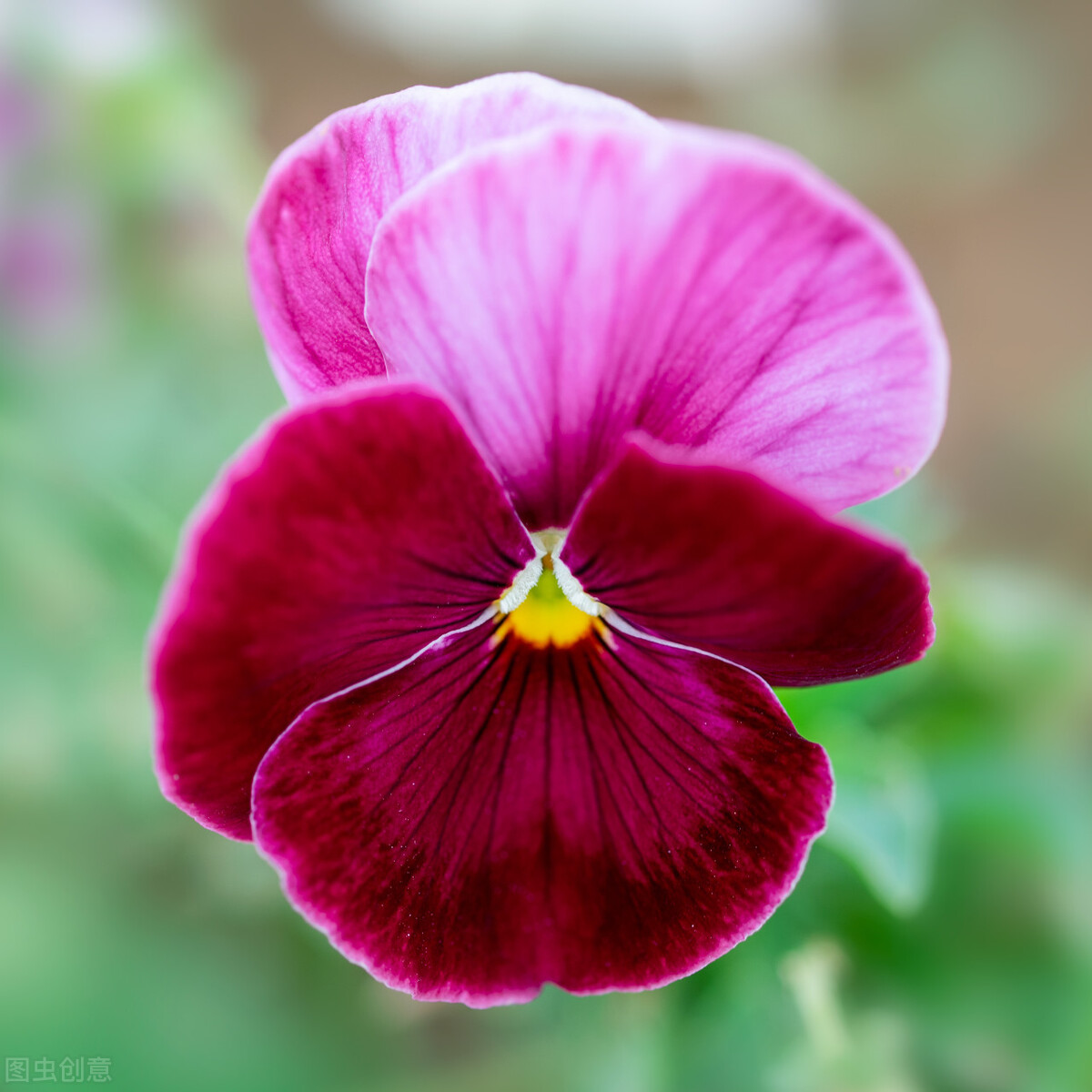 那些令人赞叹的庭院花卉,5种庭院生活方式的花卉