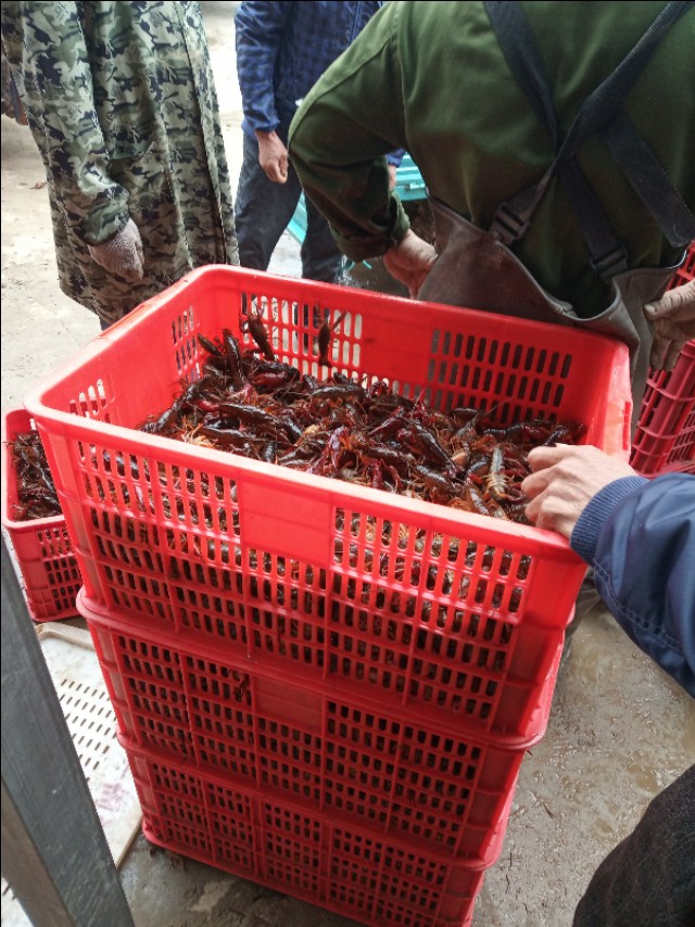 小龙虾养殖每亩的成本与真实利润,小龙虾养殖技术成本与利润新手