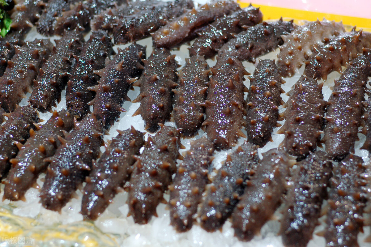 怎样去除海参异味,大西洋海参的清洗方法