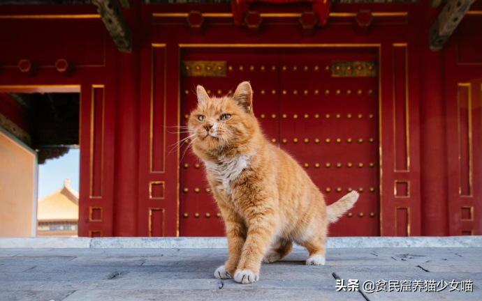 古代相猫学，相猫“十二要”，猫咪符合这12点就是顶级好猫