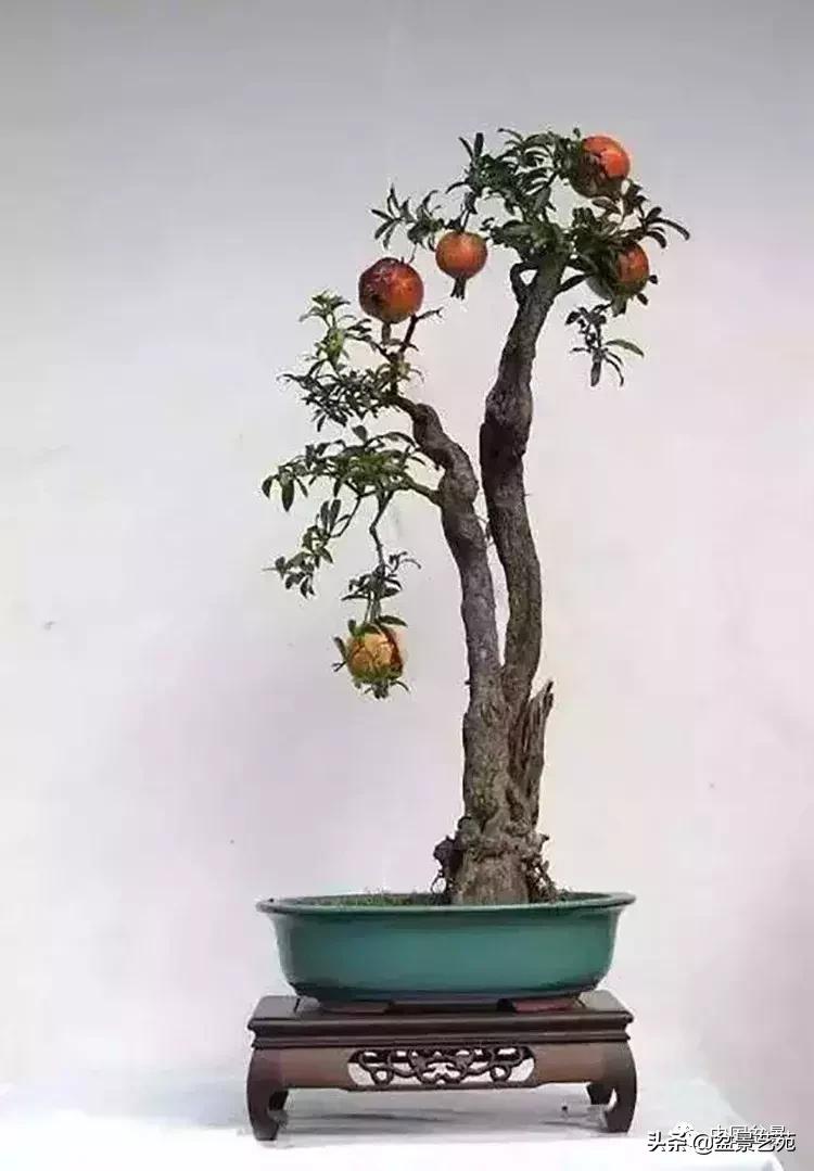 胡庆魁无穷的怀念：我说我盆景与母亲的手