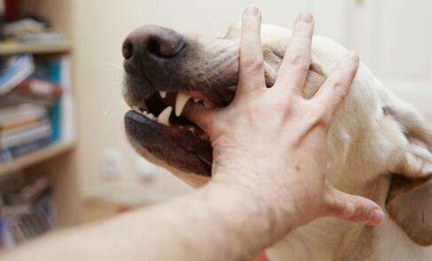 狗咬人如何化解,古代狗咬人怎么预防狂犬病