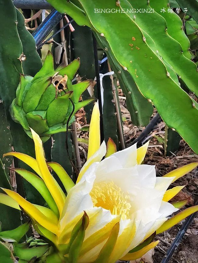 做把“村姑”,走进海南灯火灿烂的火龙果园