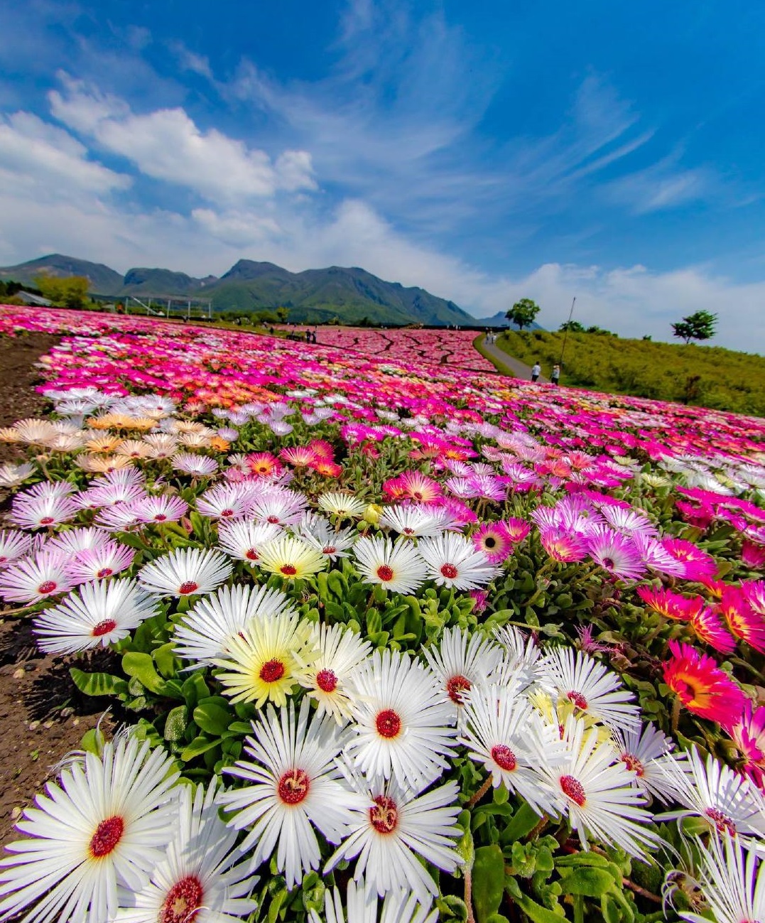 彩虹花盆栽,好养的阳台开花花卉
