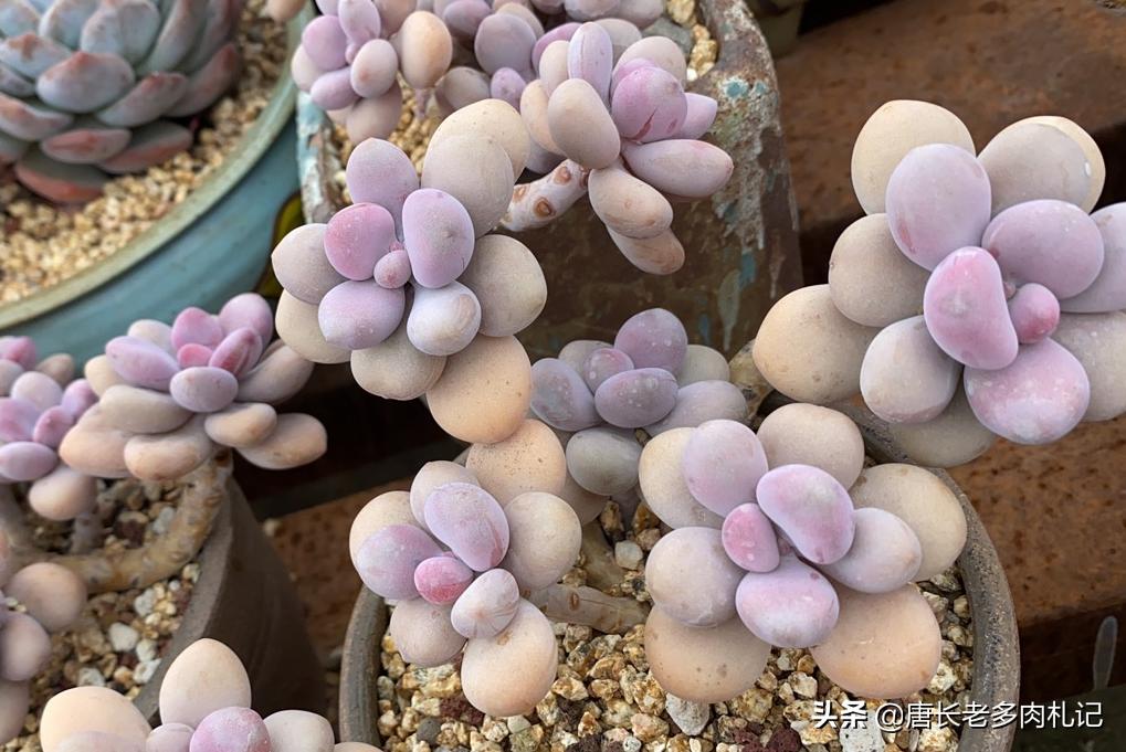 多肉桃蛋如何度夏,桃蛋多肉夏天可以暴晒吗