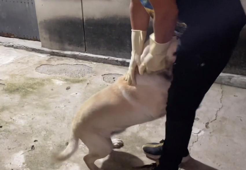 拉布拉多被卖到狗肉馆小主人哭,拉布拉多送狗肉馆被救下