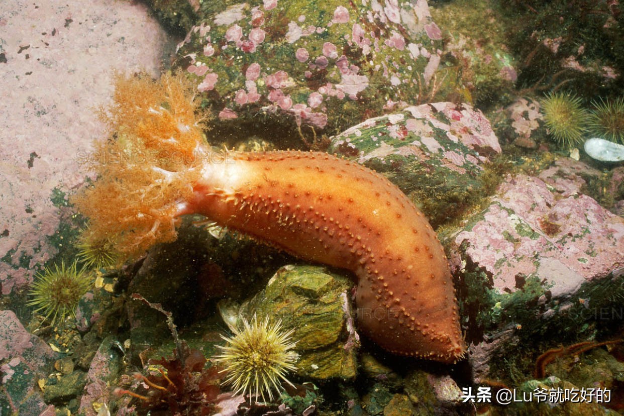 加拿大北极海参花好吃吗,加拿大海参无参花