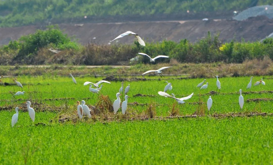 「生态」我在恩平很幸福