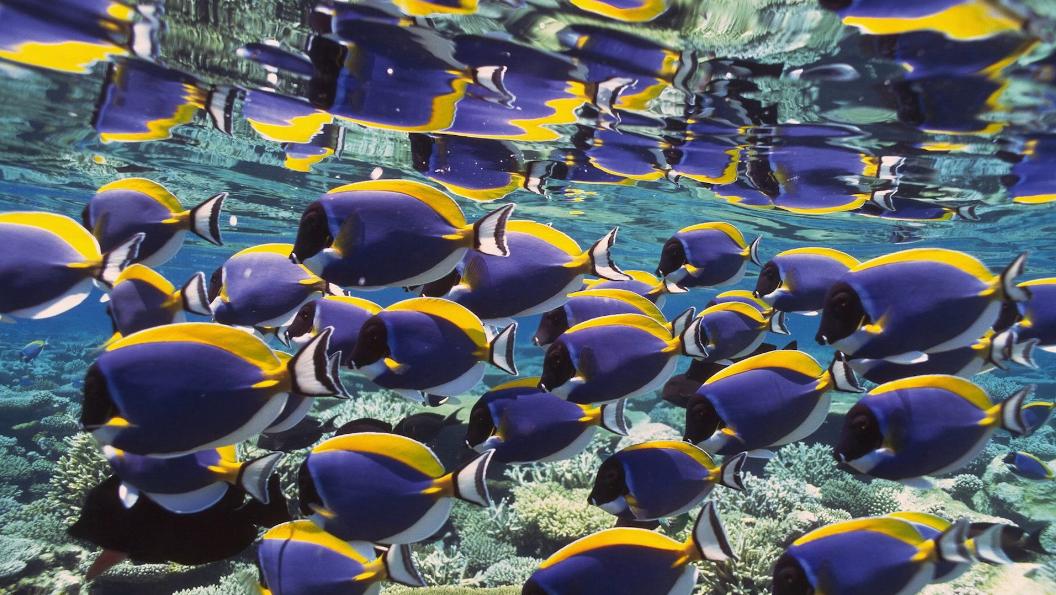 太平洋相当于几个大西洋,真实的太平洋有多大