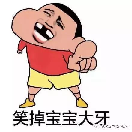 鸟儿怎么快速上手,鸟控食的正确步骤