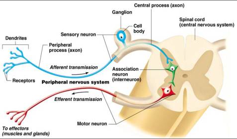 生物电和汗蒸有什么区别,什么是生物电
