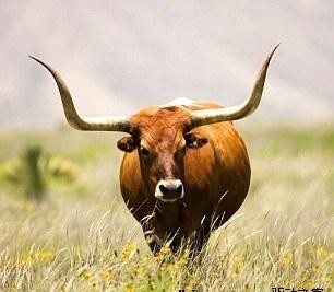 牛怕阴阳角人怕斜吊角,牛怕穿堂风吗