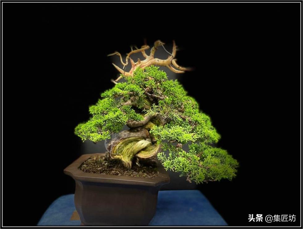 盆景初学者教程,盆景换盆需要哪些配方