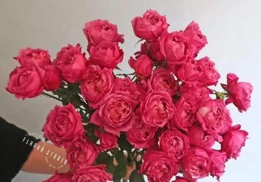 热销玫瑰,顶级进口玫瑰