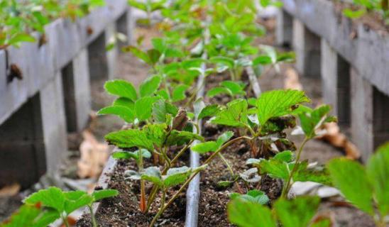 楼顶种草莓的种植方法,水种草莓种植技术