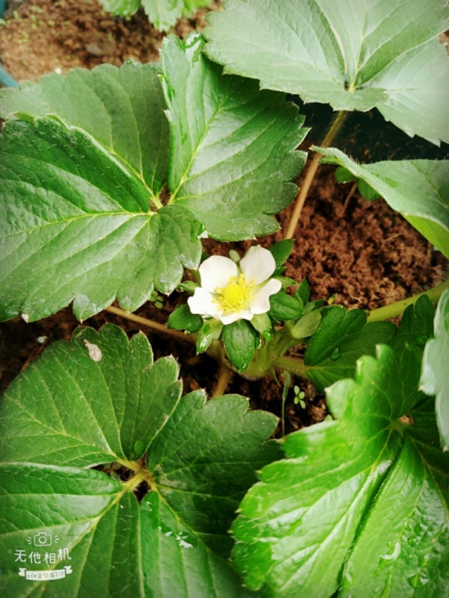 网上买的草莓苗太差了怎么办,怎么辨别草莓苗是不是真的