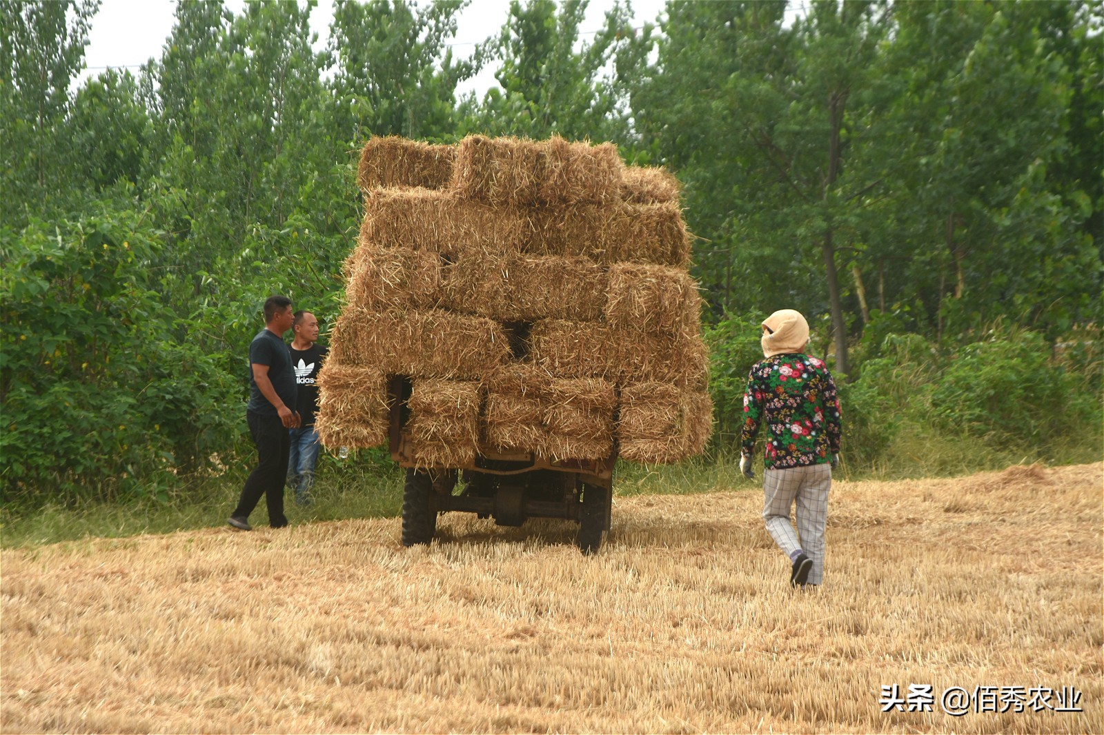 利用农作物秸秆就能赚钱的好项目,小麦秸秆种植致富项目