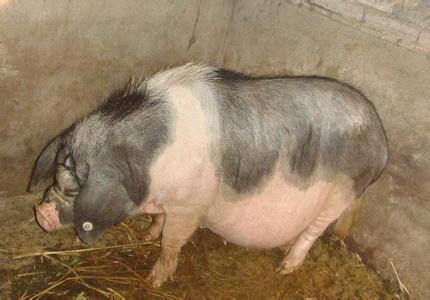 空怀母猪是什么原因引起,母猪自然受孕几次能成功