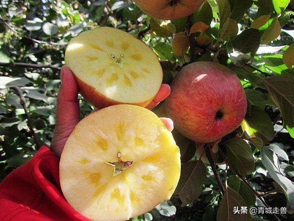 补钙补锌促发育,儿童生长缓慢什么食物补钙最好