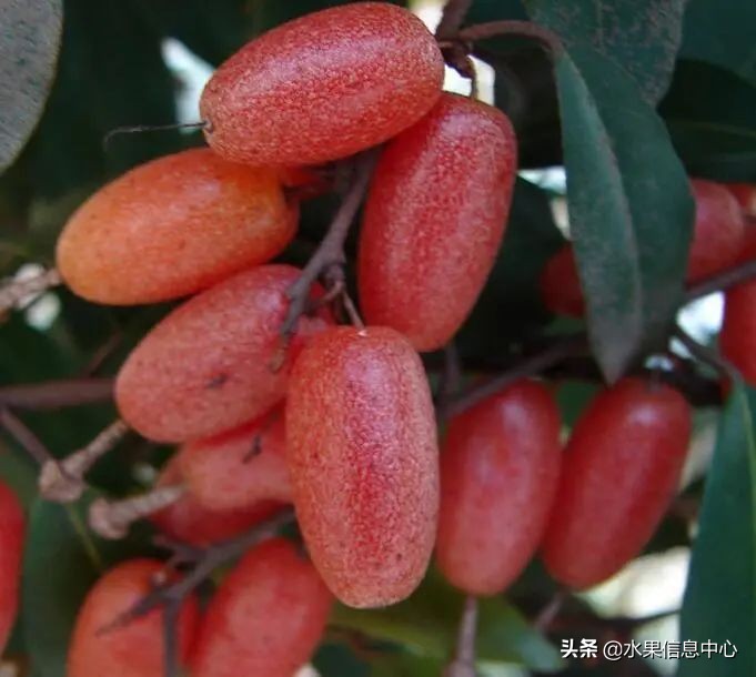 国内好吃的热带水果有哪些,小众水果推荐