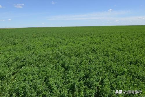 天津周边踏春好地方,天津一日游踏春路线
