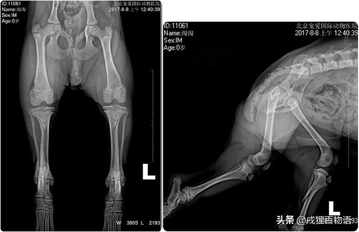 泰迪前腿骨折能自愈吗,泰迪骨折自愈方法图片