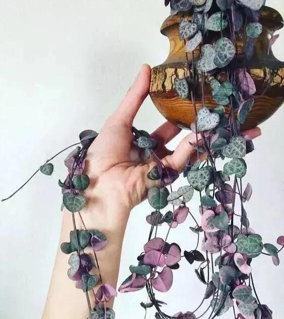 垂吊花卉品种直播,好看的吊兰绿植