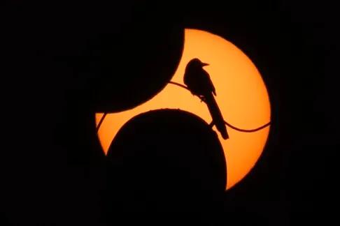 反者道之动:正话反说与正话反听