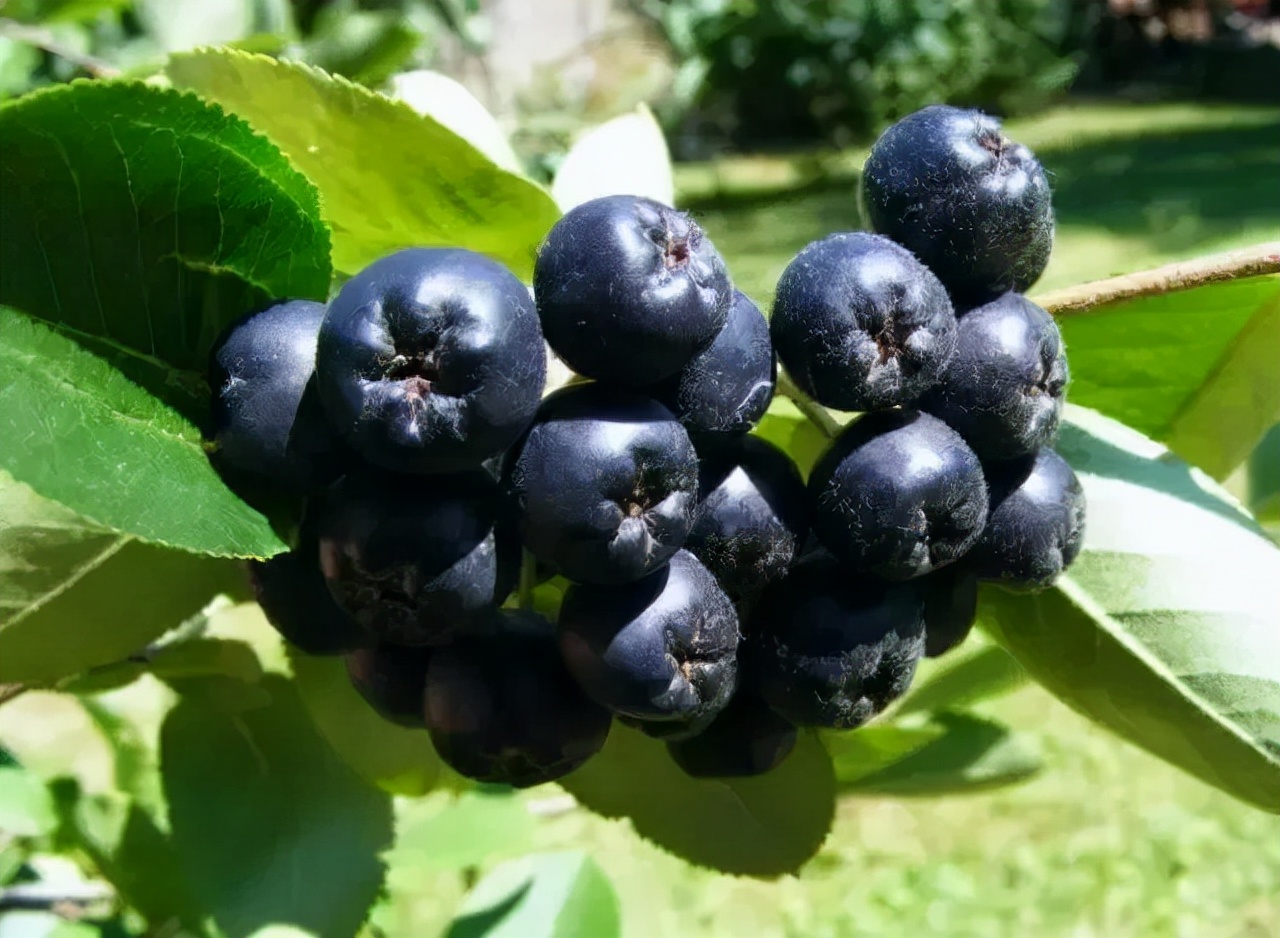 黑果花楸花青素25%提取工艺,黑果花楸的花青素是蓝莓的多少倍