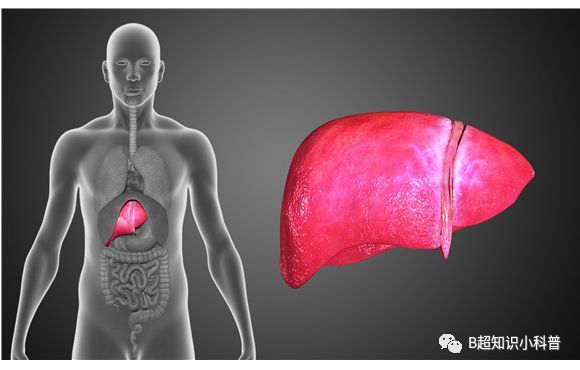乙肝大小三阳怎么分辨,乙肝大小三阳是怎么分的