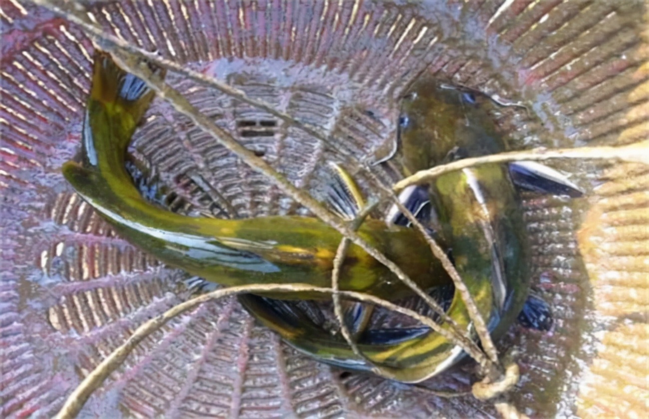 黄颡鱼现在鱼病怎样,养殖黄颡鱼怎样了解黄颡鱼得病呢