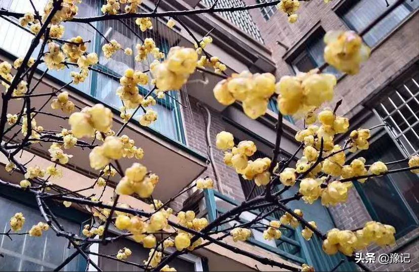 鏁呬埂鑺卞紑姝屾洸,鏁呬埂鑺卞紑姝屾洸鍘熷敱瀹屾暣