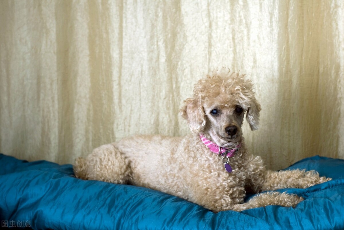 养狗须知狗狗感冒拉肚子怎么办,养狗须知小狗尿特别频繁怎么办