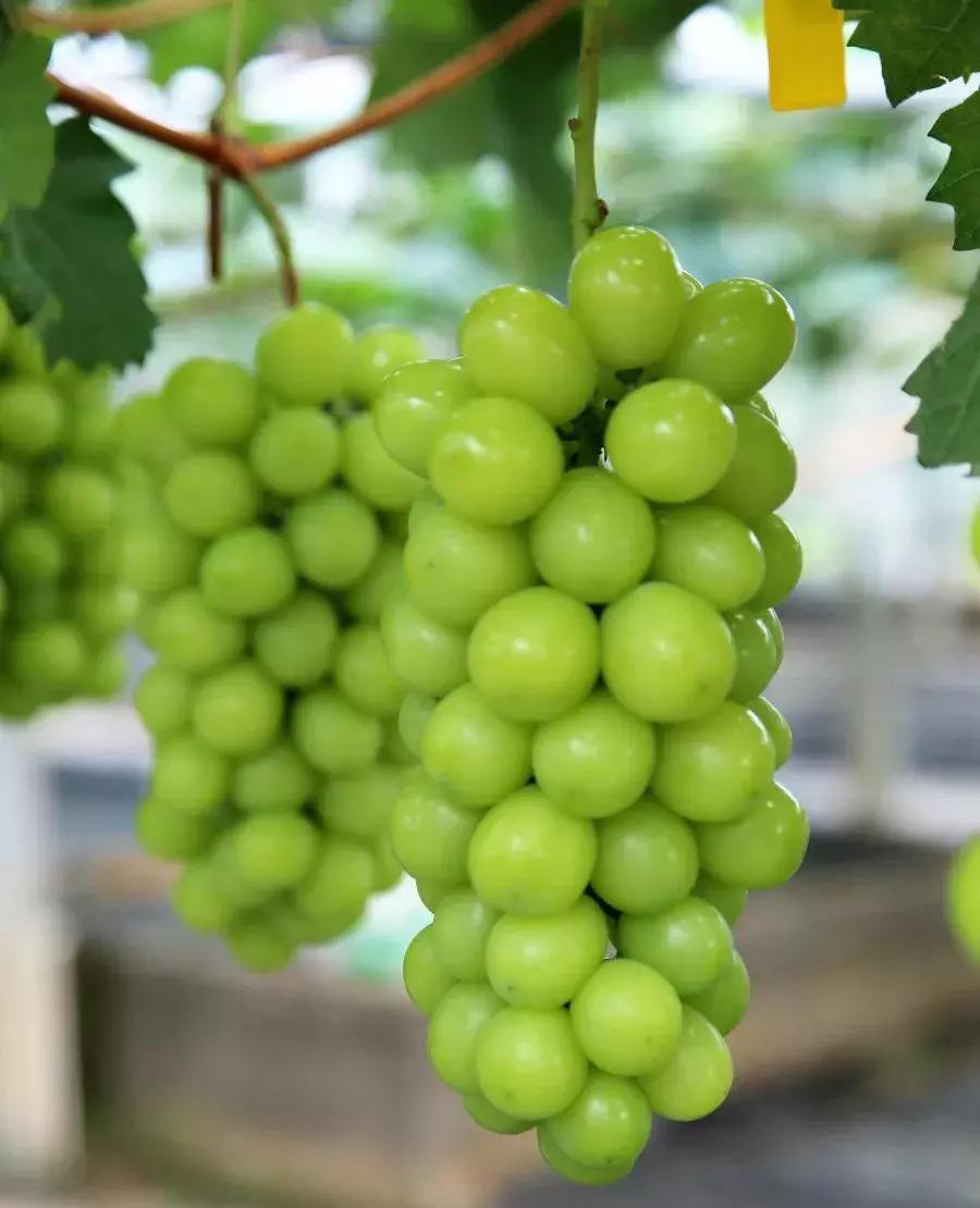 神农葡萄庄园基地,神农葡萄庄园