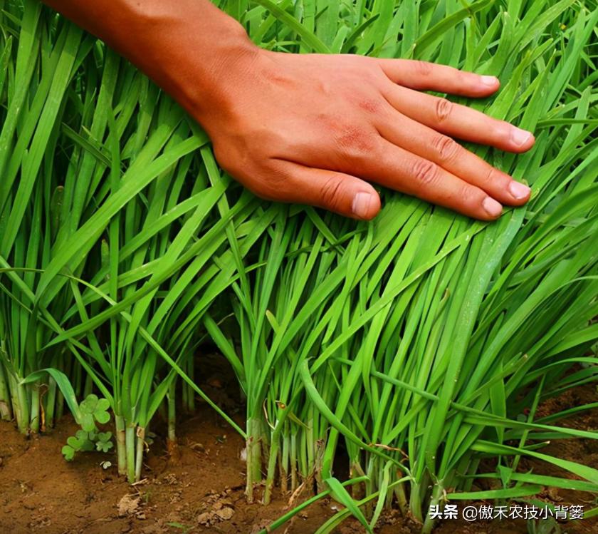 韭菜种植一两年要换土,韭菜种植盆栽多久采收