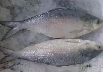 渔民海鲜大全,渔民整理的海鲜河鲜大全