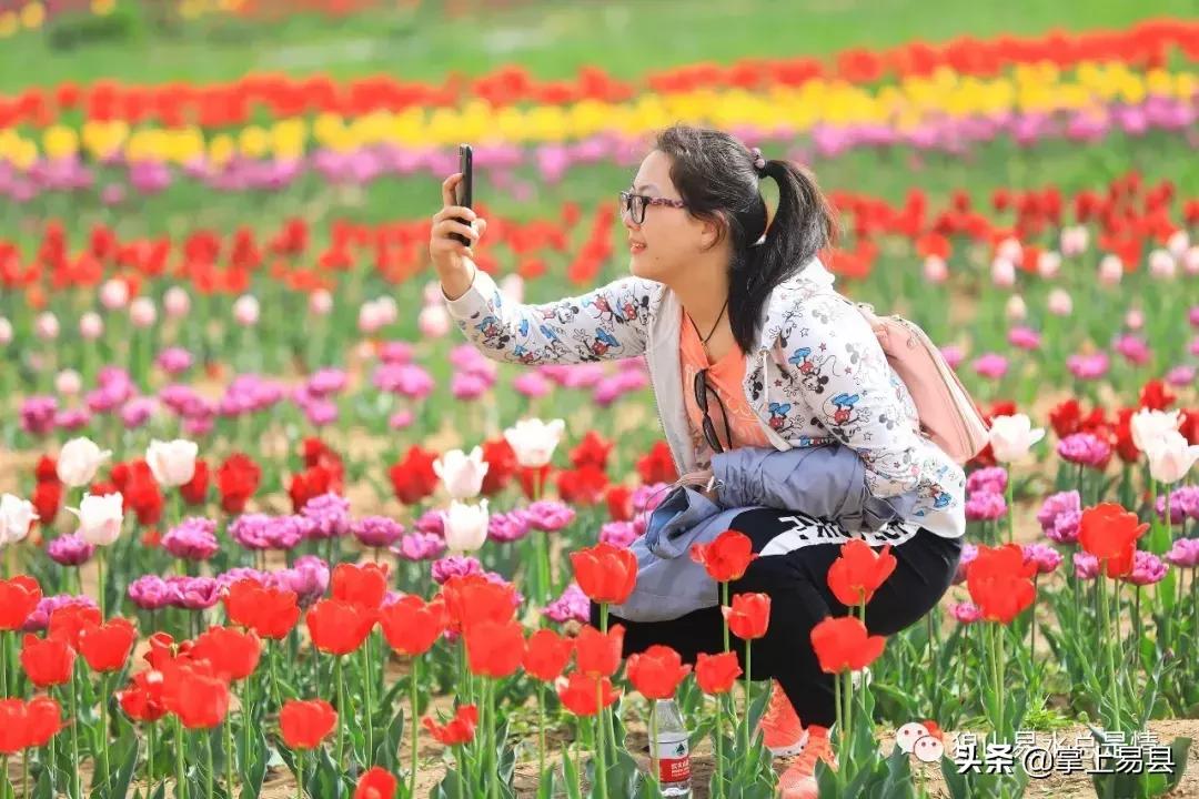 狼牙山下花如海李白诗赞郁金香